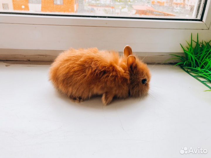 Карликовый кролик львиноголовый - черный мини