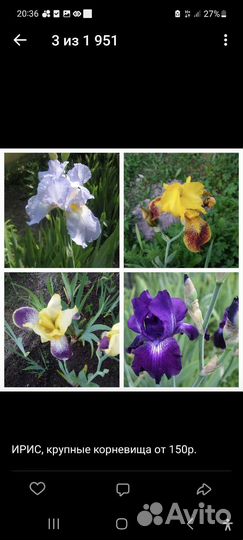 Ирис, роза, лианы, хмель, черноплодка