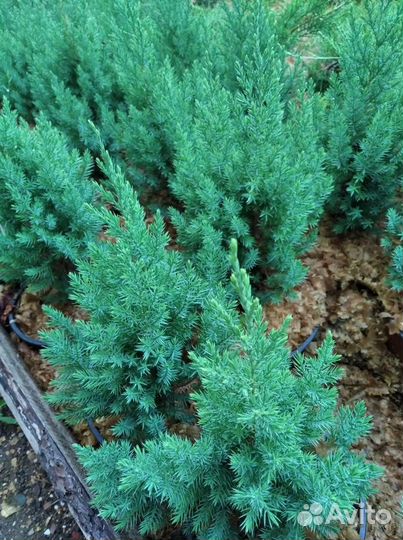 Можжевельник Стрикта (Juniperus chinensis Stricta)