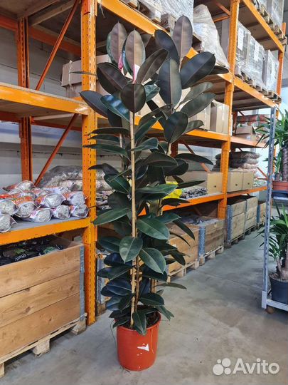 Фикус эластика Абиджан 3ствола высокий