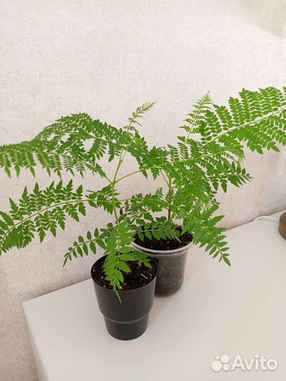 Комнатные растения, часть 1