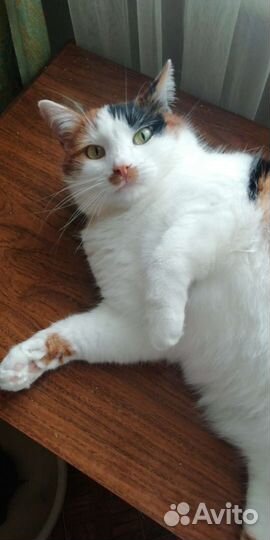 Кошка в дар