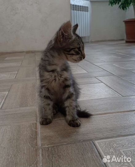 Котенок в добрые руки