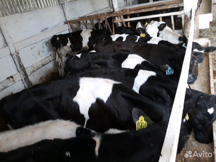 Бычки черно-рябые для откорма