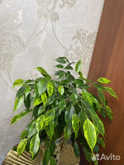 Фикус бенджамина