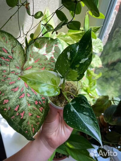 Ароидные и хойи