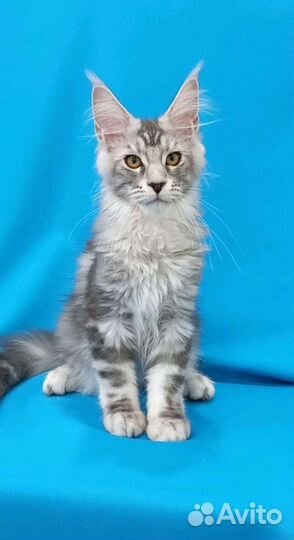 Котята мейн-кун с документами