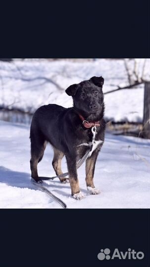Отдам в добрые руки собачку