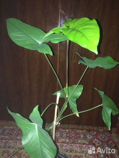 Комнатные цветы, герань, алое и другие