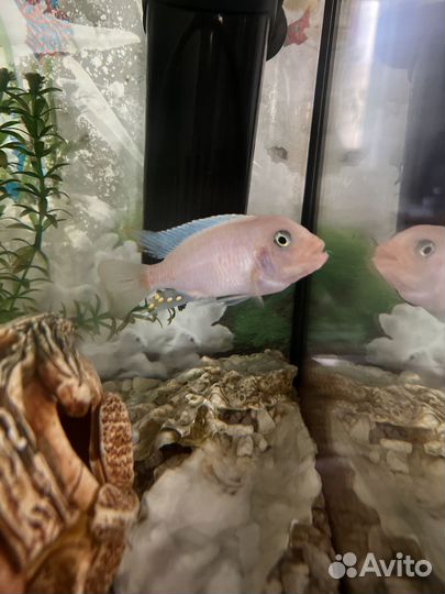 Рыбка в хорошие руки