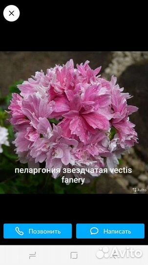 Пеларгония герань сортовые