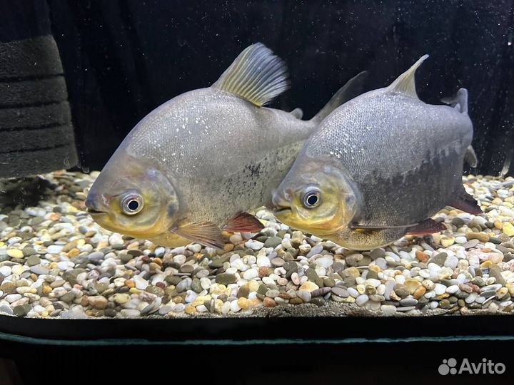 Пираньи Хищные, аквариумные рыбки