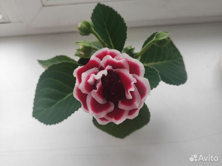 Гастерия, алоэ, тидея