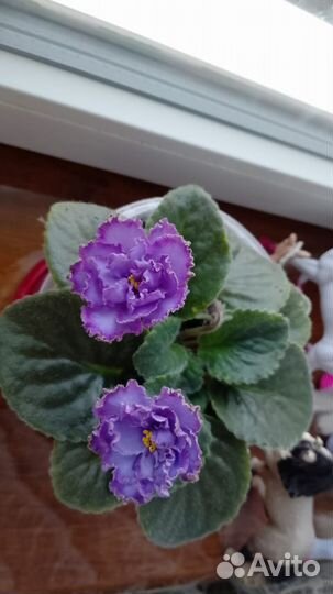 Фиалка голубой дракон цветущая