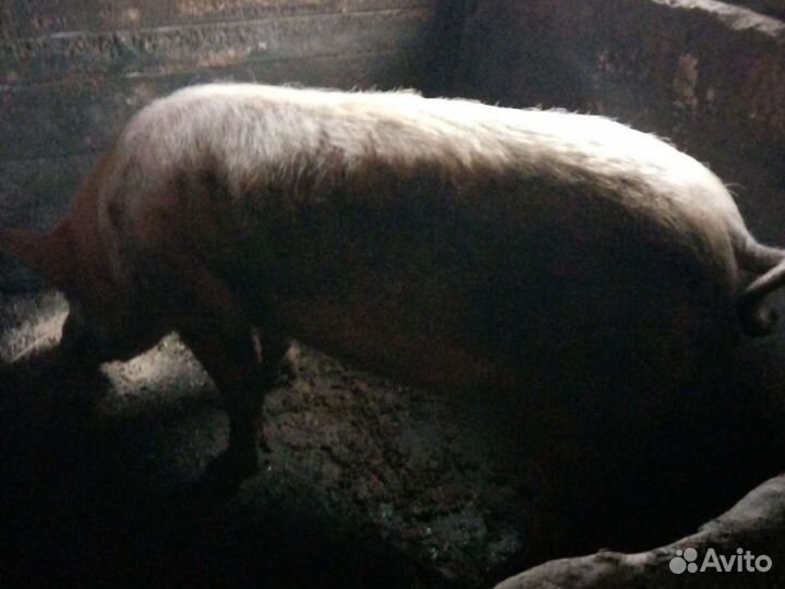 Хряк,кабан производитель