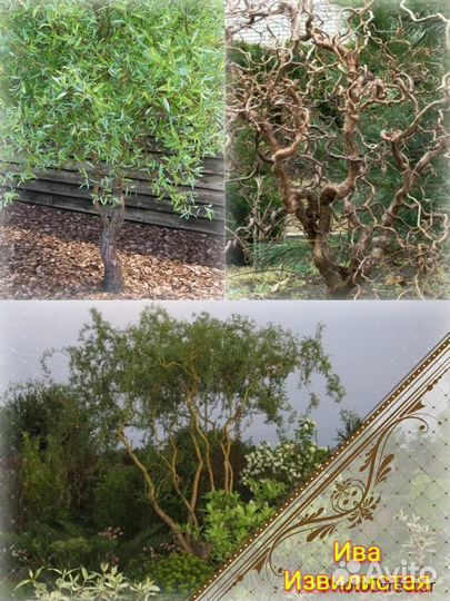 Ива Извилистая Свердловская