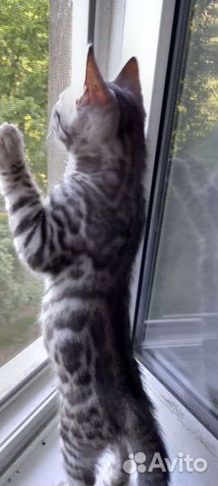 Бенгальская кошка