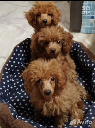 Щенки пудель