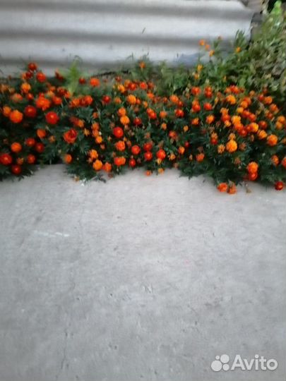 Семена бархатцев бордюрных