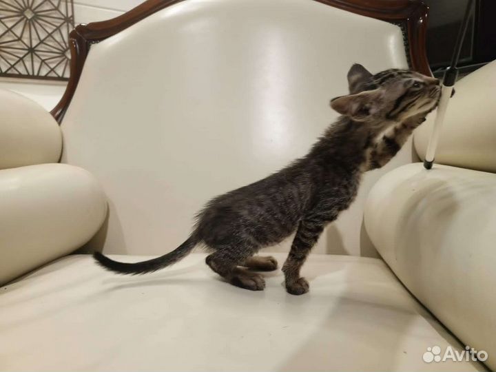 Ориентальные котята