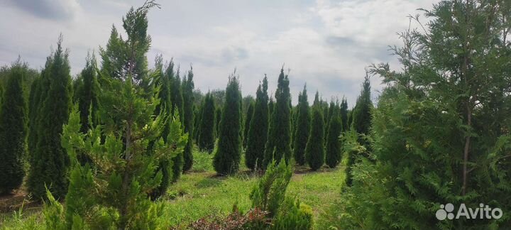 Озеленение и благоустройство