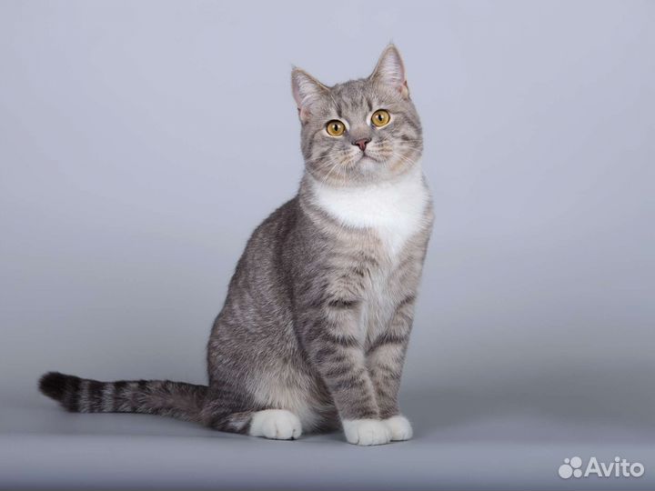 Котик Эш в добрые руки