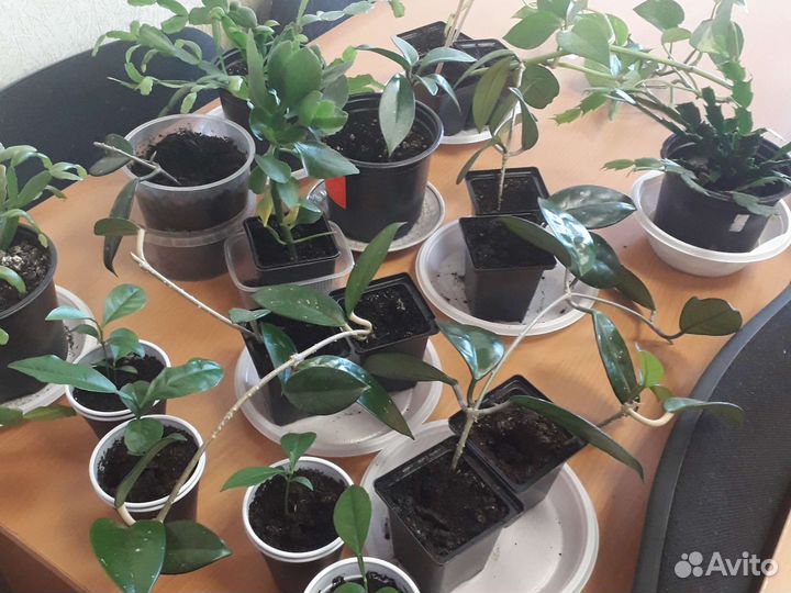 Комнатные цветы