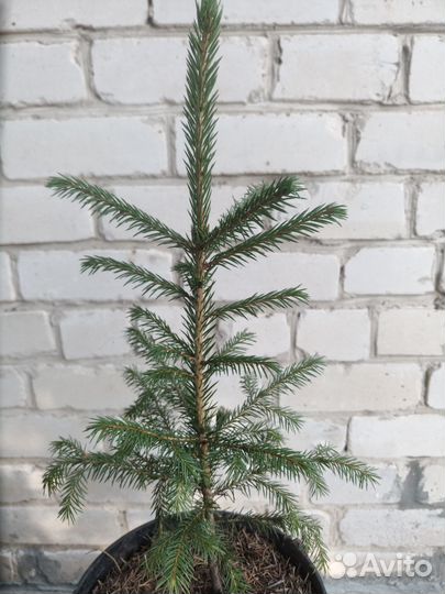 Ёлка обыкновенная