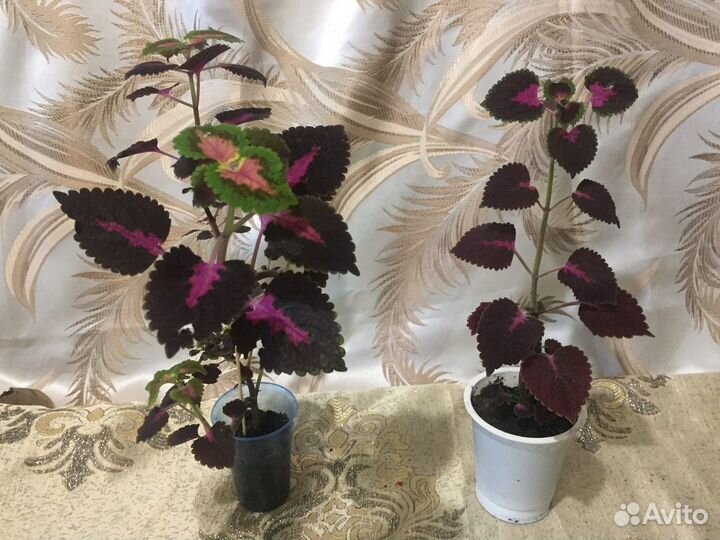Комнатные цветы. Герань. Колеус