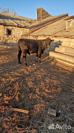 Бык абердин