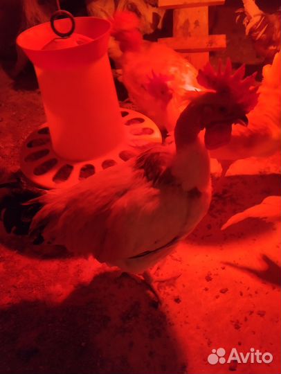 Молодые петухи