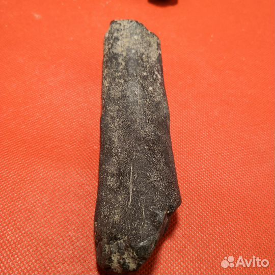 Окаменелость. Кости кита Цетотерия