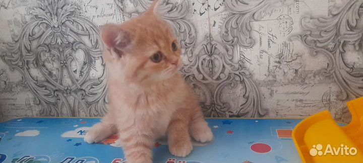 Британцы шиншилла