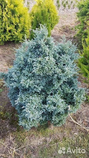 Кипарисовик горохоплодный булевард