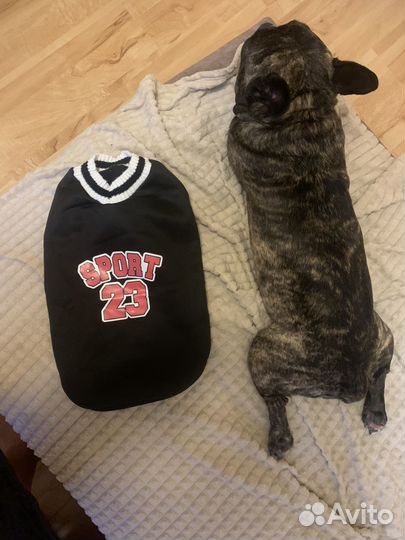 Толстовка для собаки