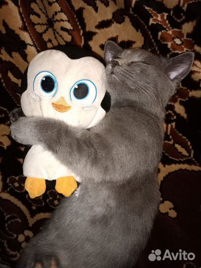 Экзотическая