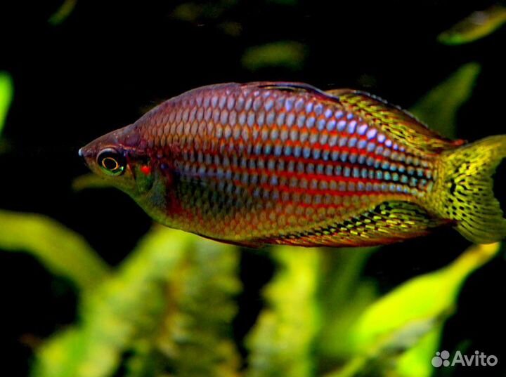 Радужница меланотения сплендида вишнёвая