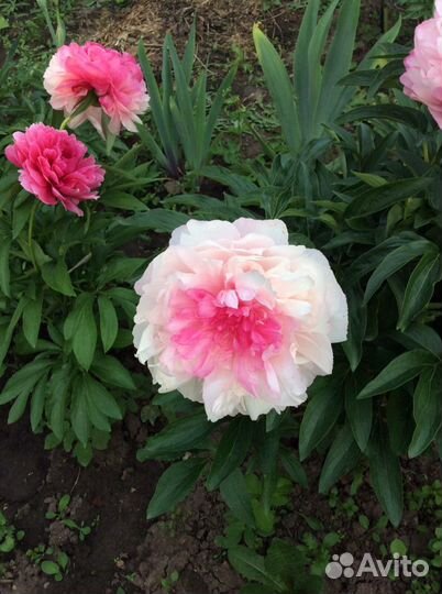 Сортовые пионы, ирисы, маки