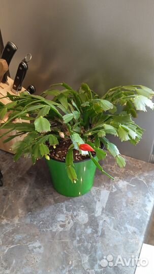 Комнатные растения цветы обновление 12 апреля