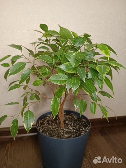Фикус бенджамина и др