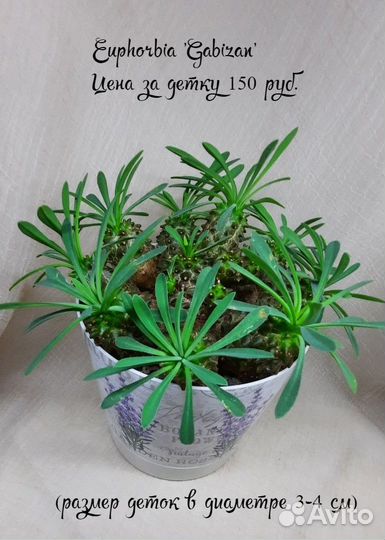 Кактусы, хавортия, крассулы, эуфорбия