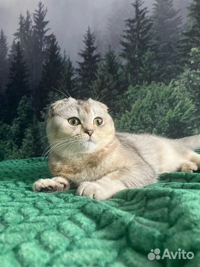 Котята скотиш фолд