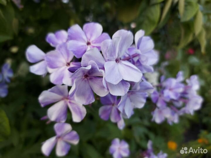 Флоксы Люпины цветы для дачи