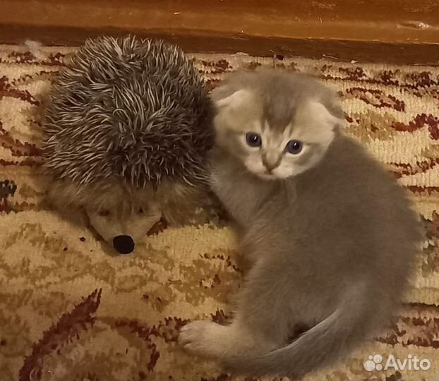 Шотландские котята