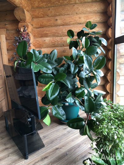 Фикус большой
