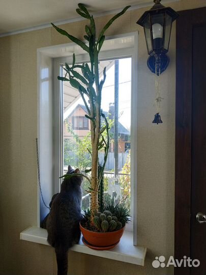 Кактусы и суккуленты флорариум