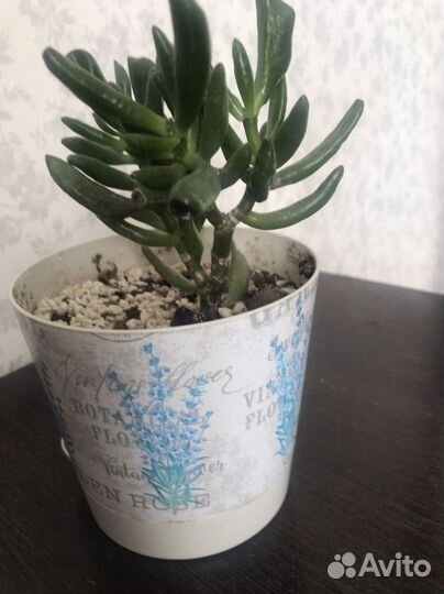 Крассула коралл, хавортия жемчужная