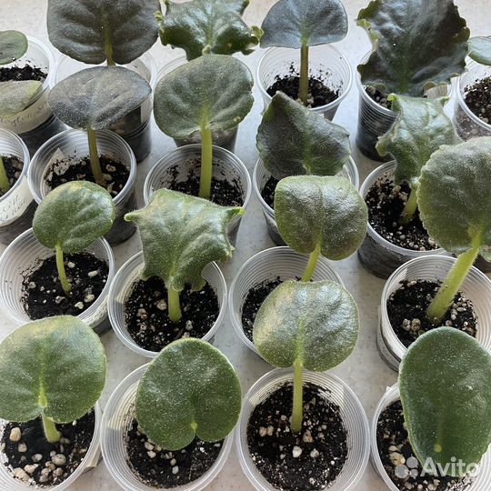 Детки сортовых фиалок