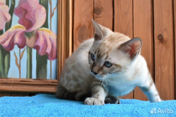 Снежная бенгальская кошка