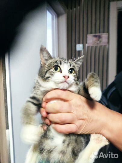 Кошки в добрые руки